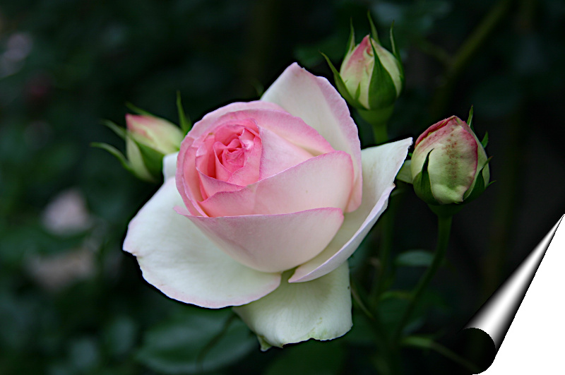 Gimpで画像加工 ページが捲れたような画像加工 Eglantyne2 画像遊び